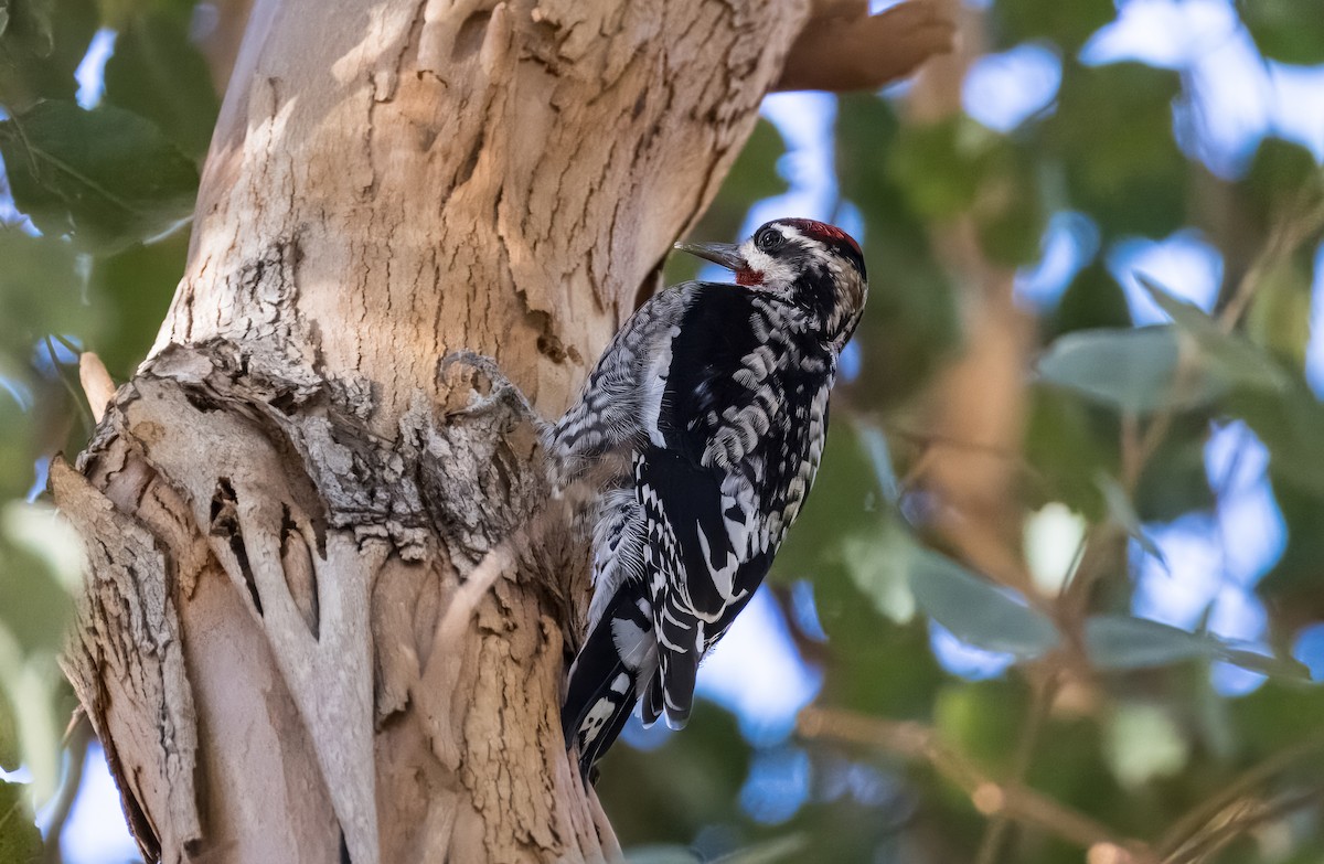 Red-naped Sapsucker - ML646373278