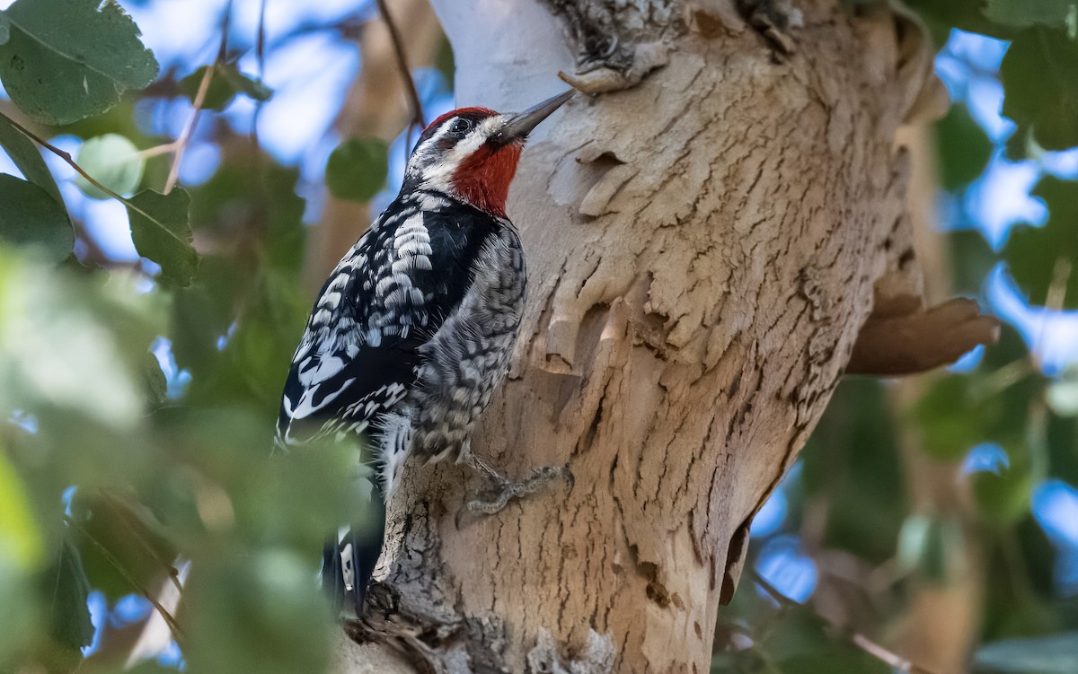 Red-naped Sapsucker - ML646373279