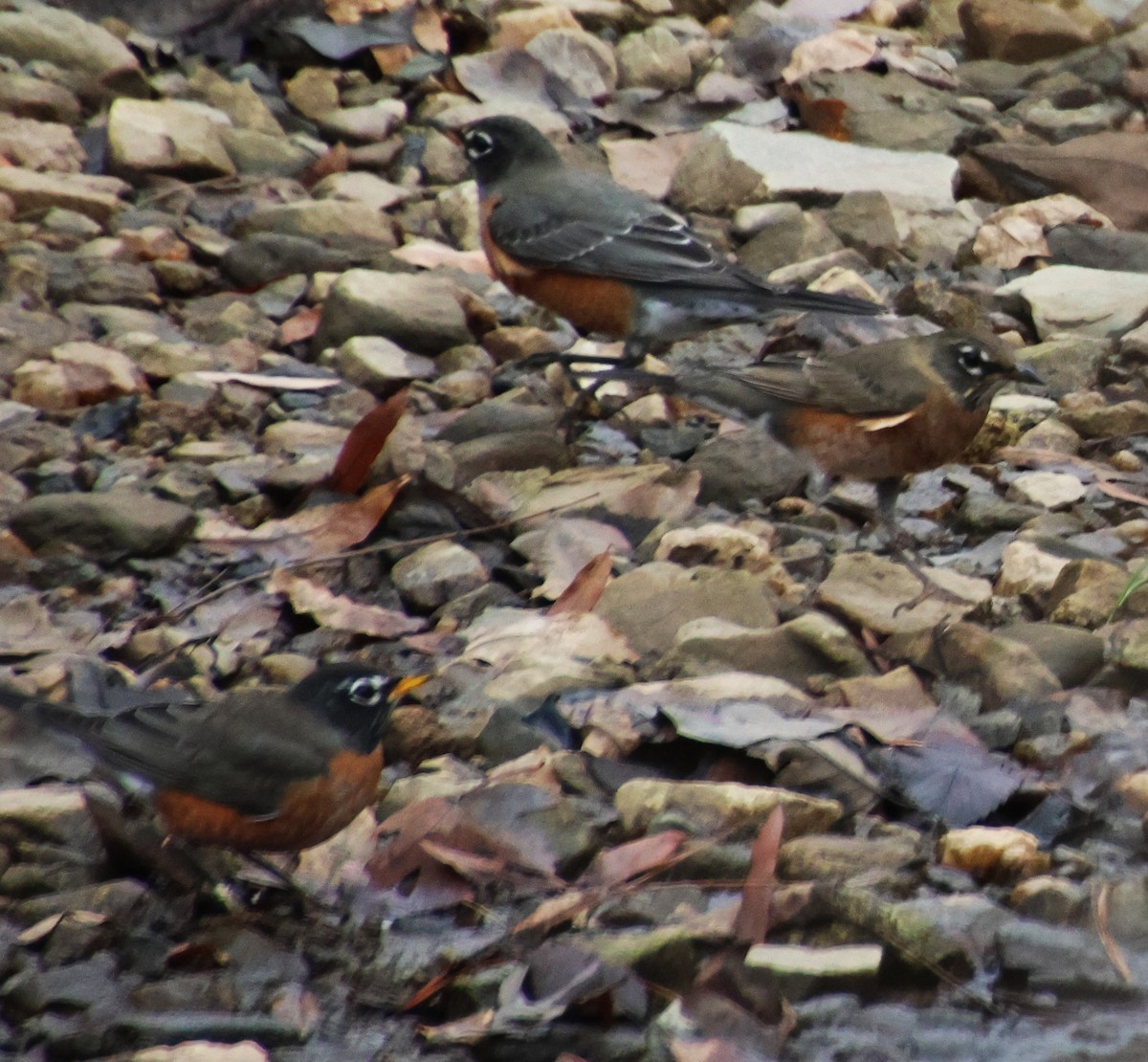 American Robin - ML646373280