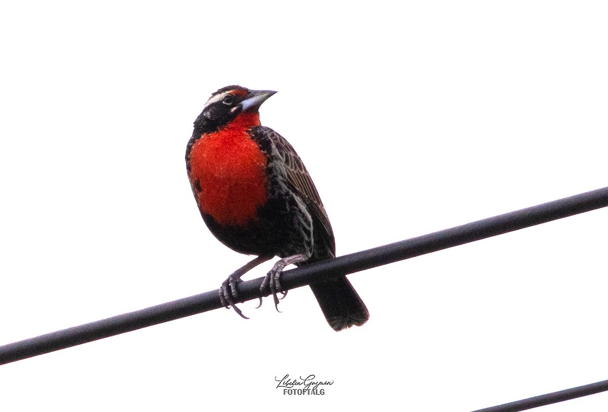 Sturnelle du Pérou - ML646373281