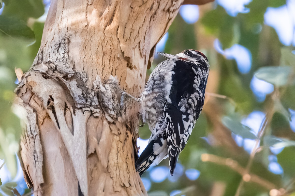 Red-naped Sapsucker - ML646373282