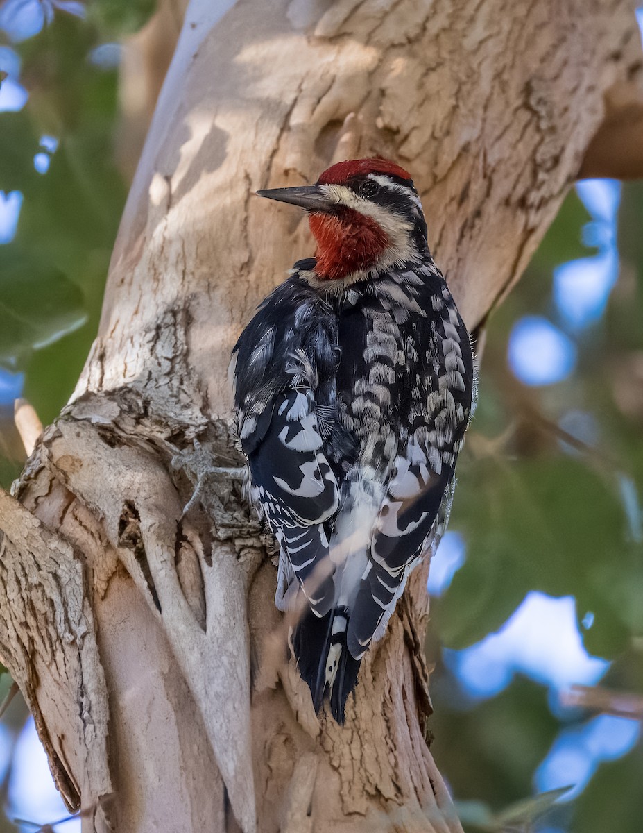 Red-naped Sapsucker - ML646373283