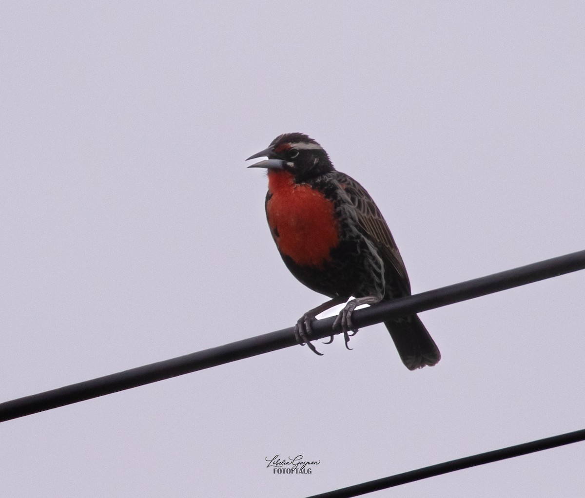 Sturnelle du Pérou - ML646373285