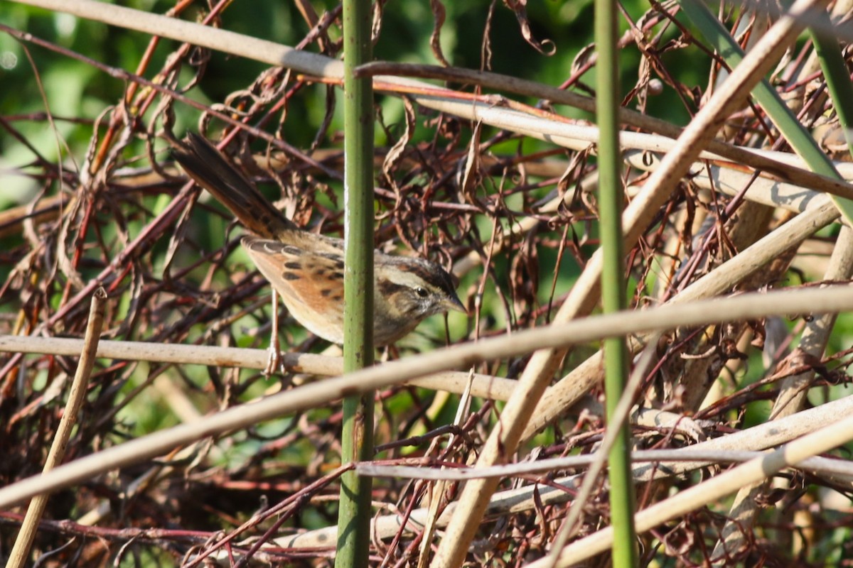 Swamp Sparrow - ML646373286