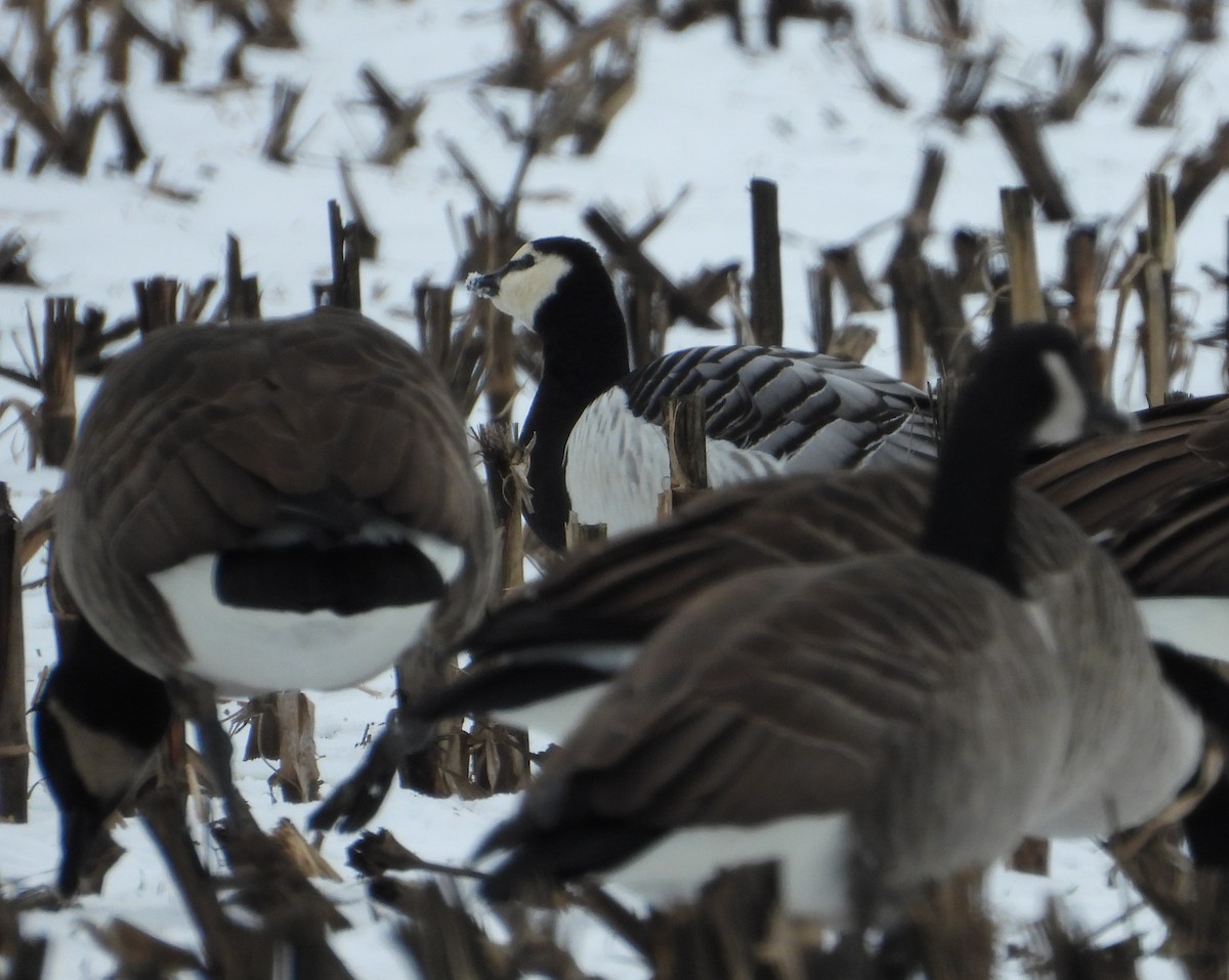 Barnacle Goose - ML646373287