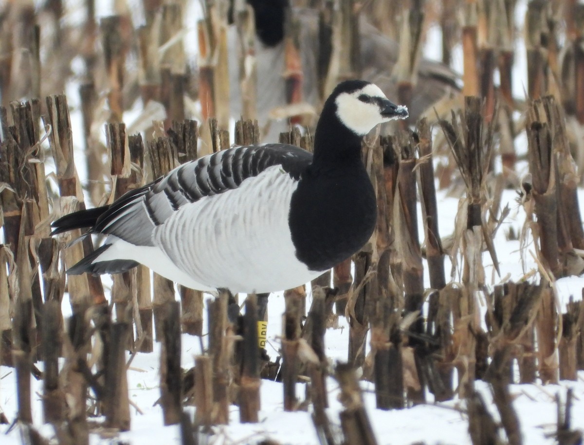 Barnacle Goose - ML646373288