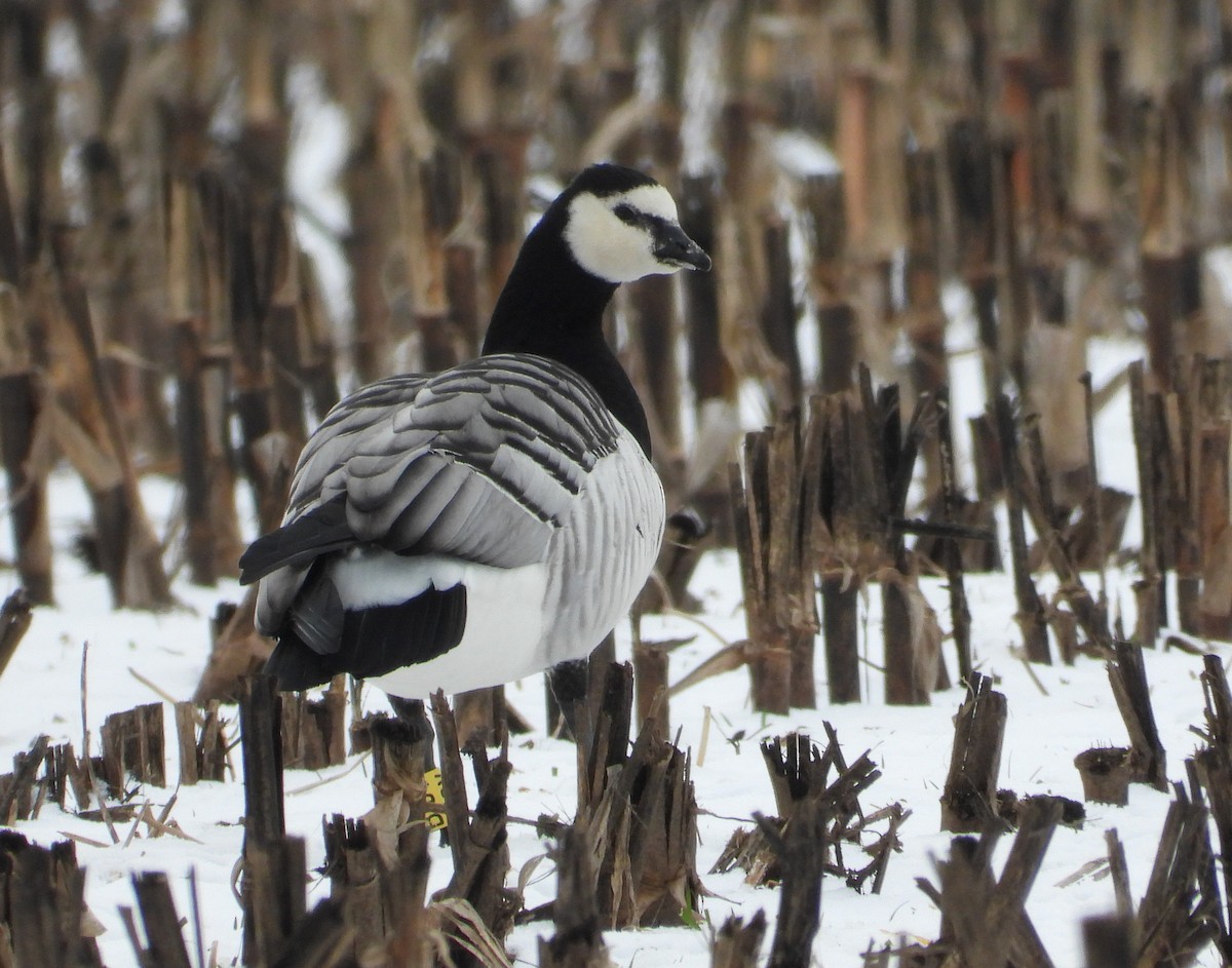 Barnacle Goose - ML646373289