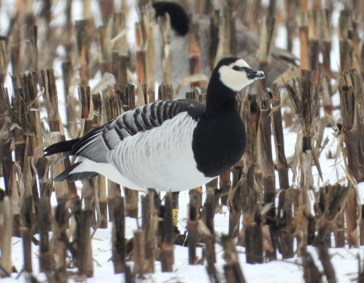 Barnacle Goose - ML646373290