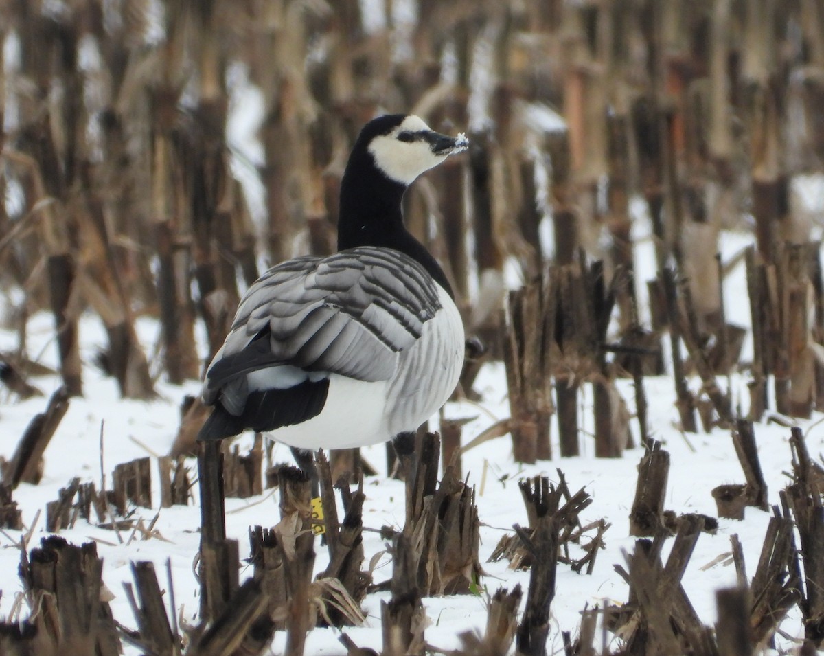 Barnacle Goose - ML646373291
