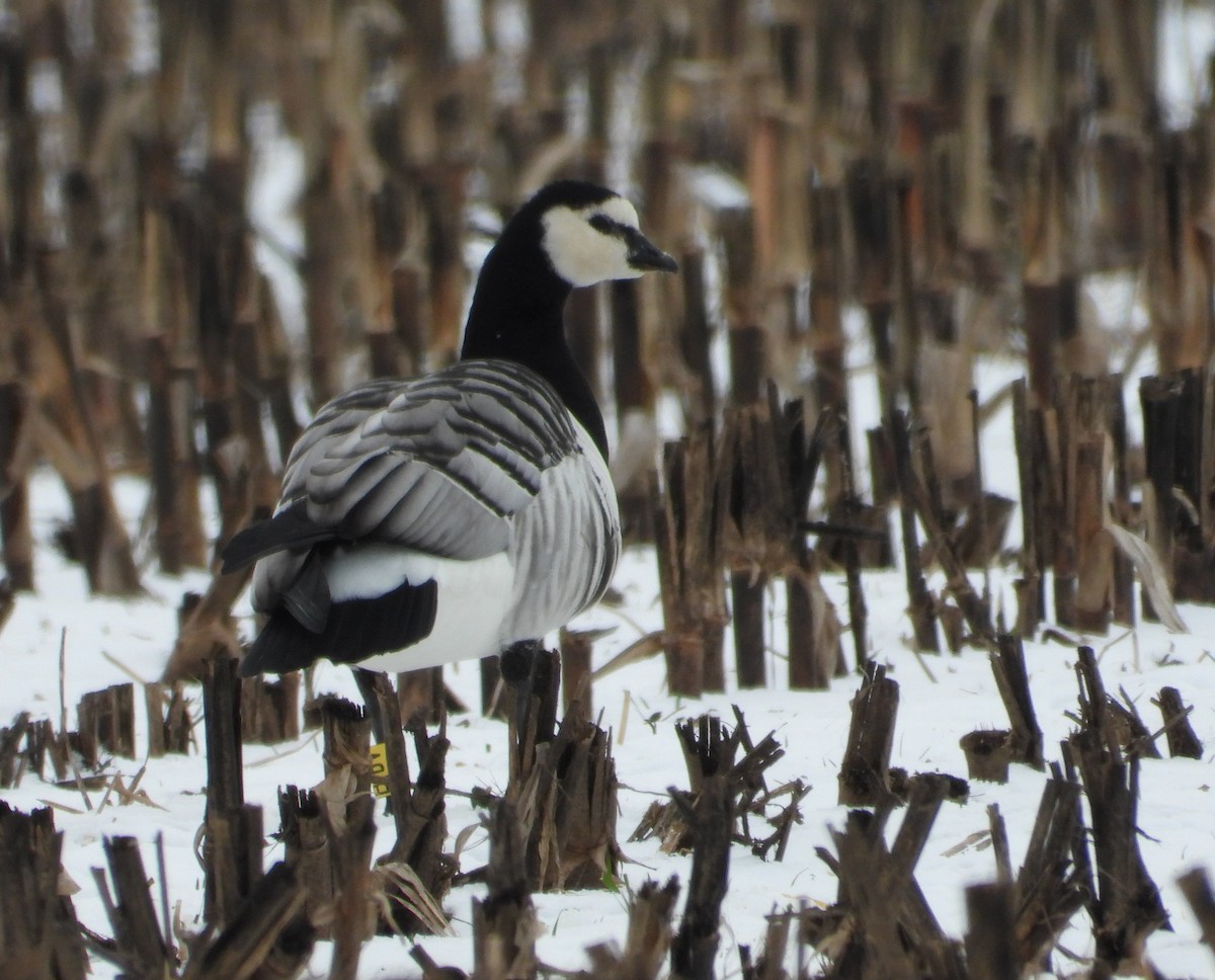 Barnacle Goose - ML646373292