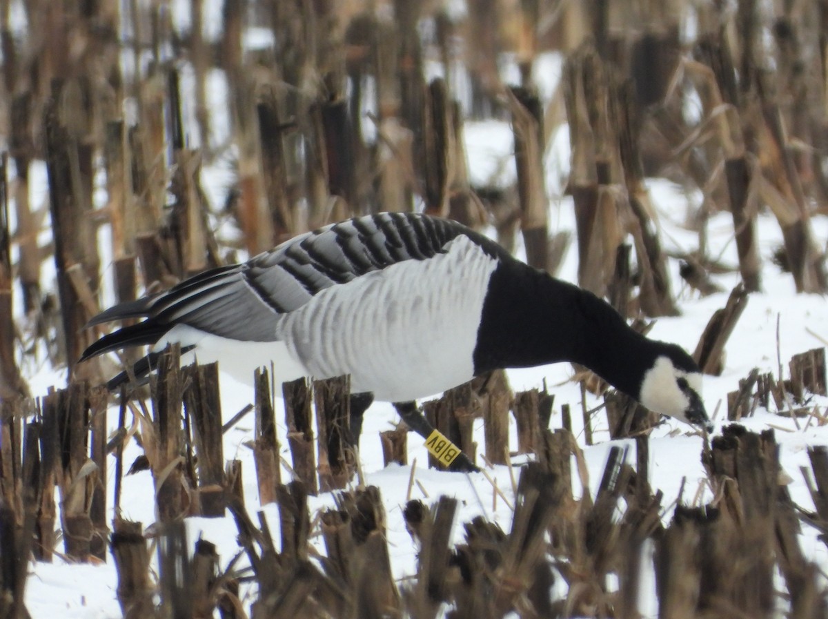 Barnacle Goose - ML646373293