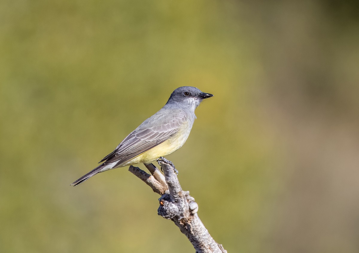 Cassin's Kingbird - ML646373294