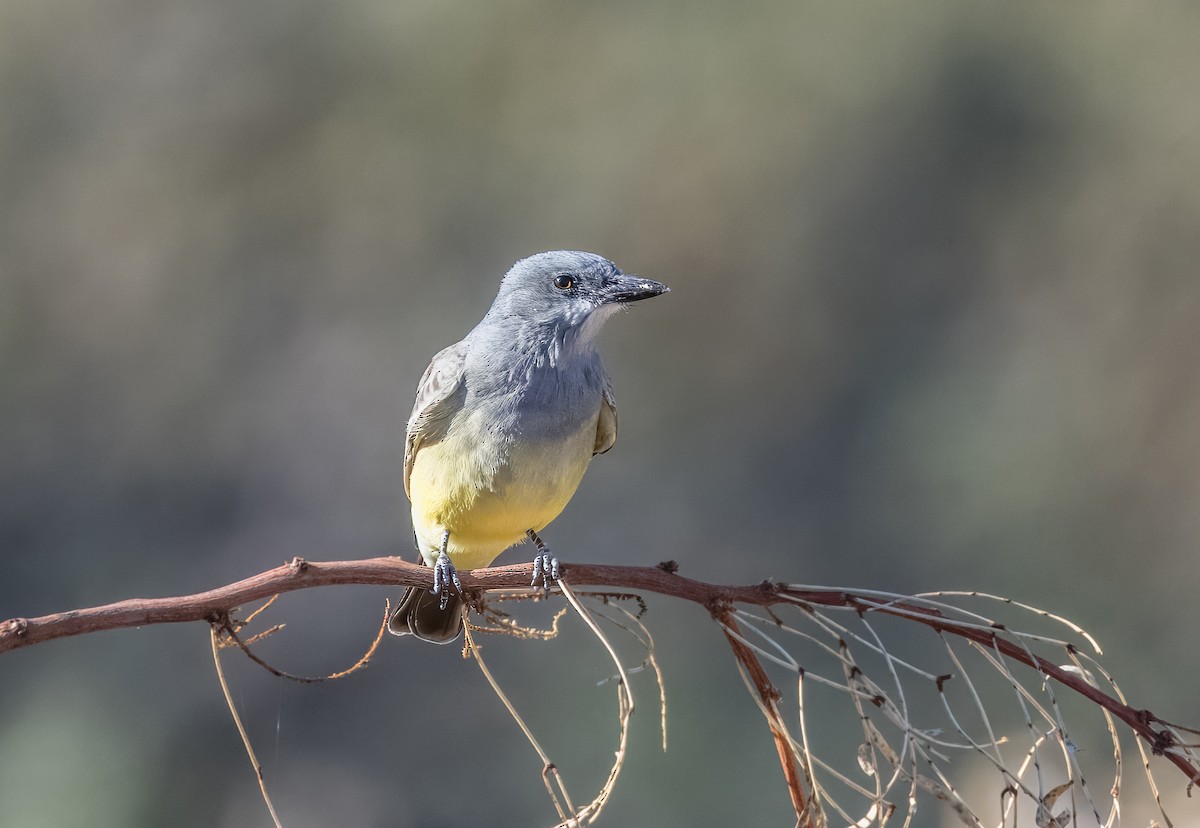 Cassin's Kingbird - ML646373299