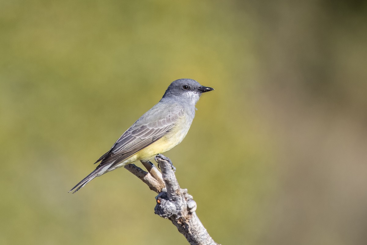 Cassin's Kingbird - ML646373301
