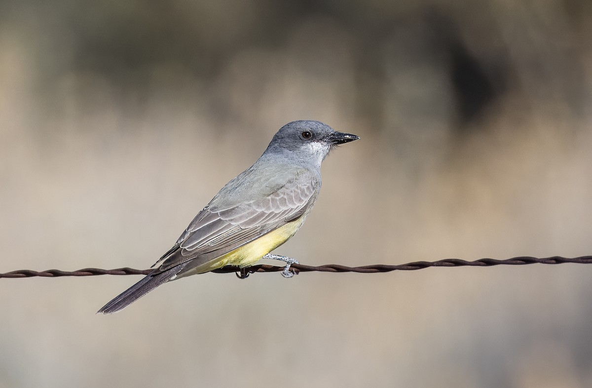 Cassin's Kingbird - ML646373302