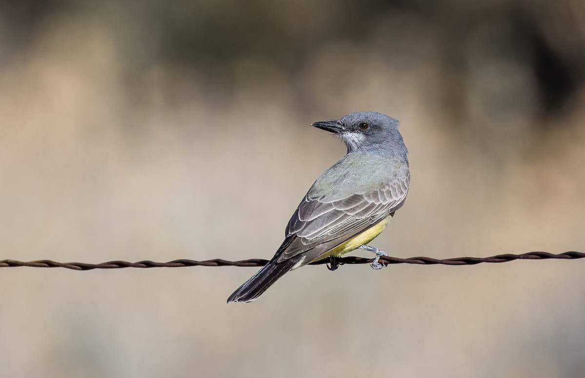 Cassin's Kingbird - ML646373303