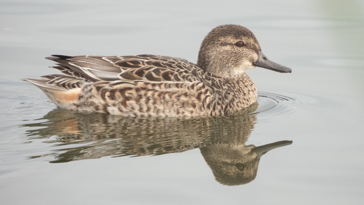 Green-winged Teal - ML646373304