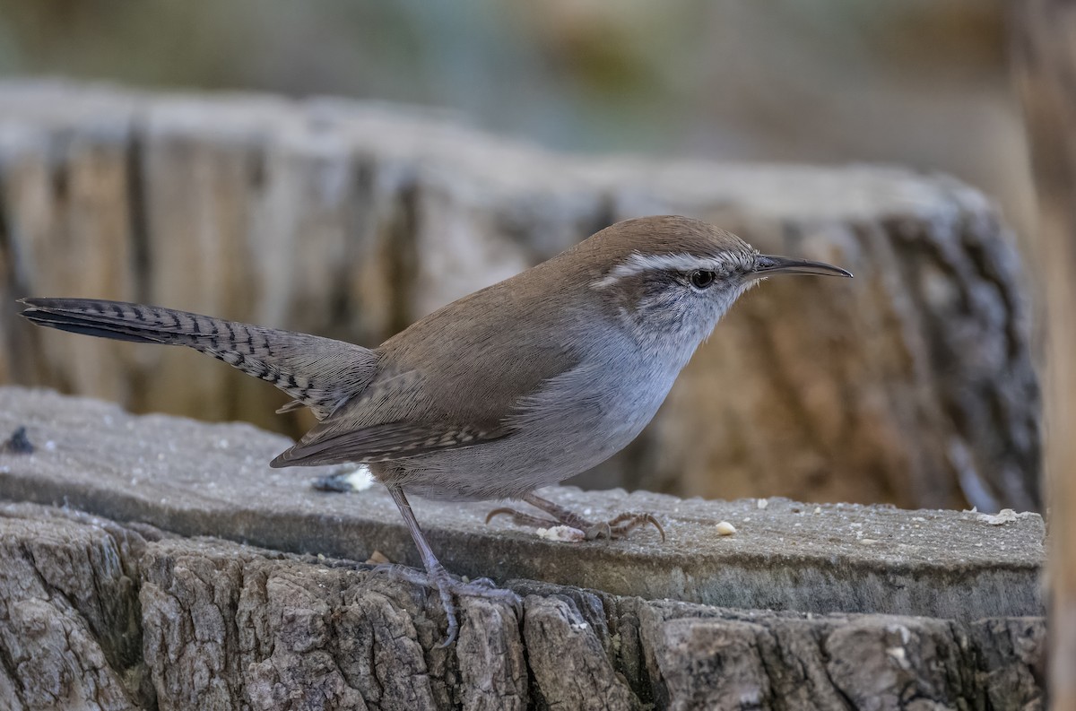 Bewick's Wren - ML646373306
