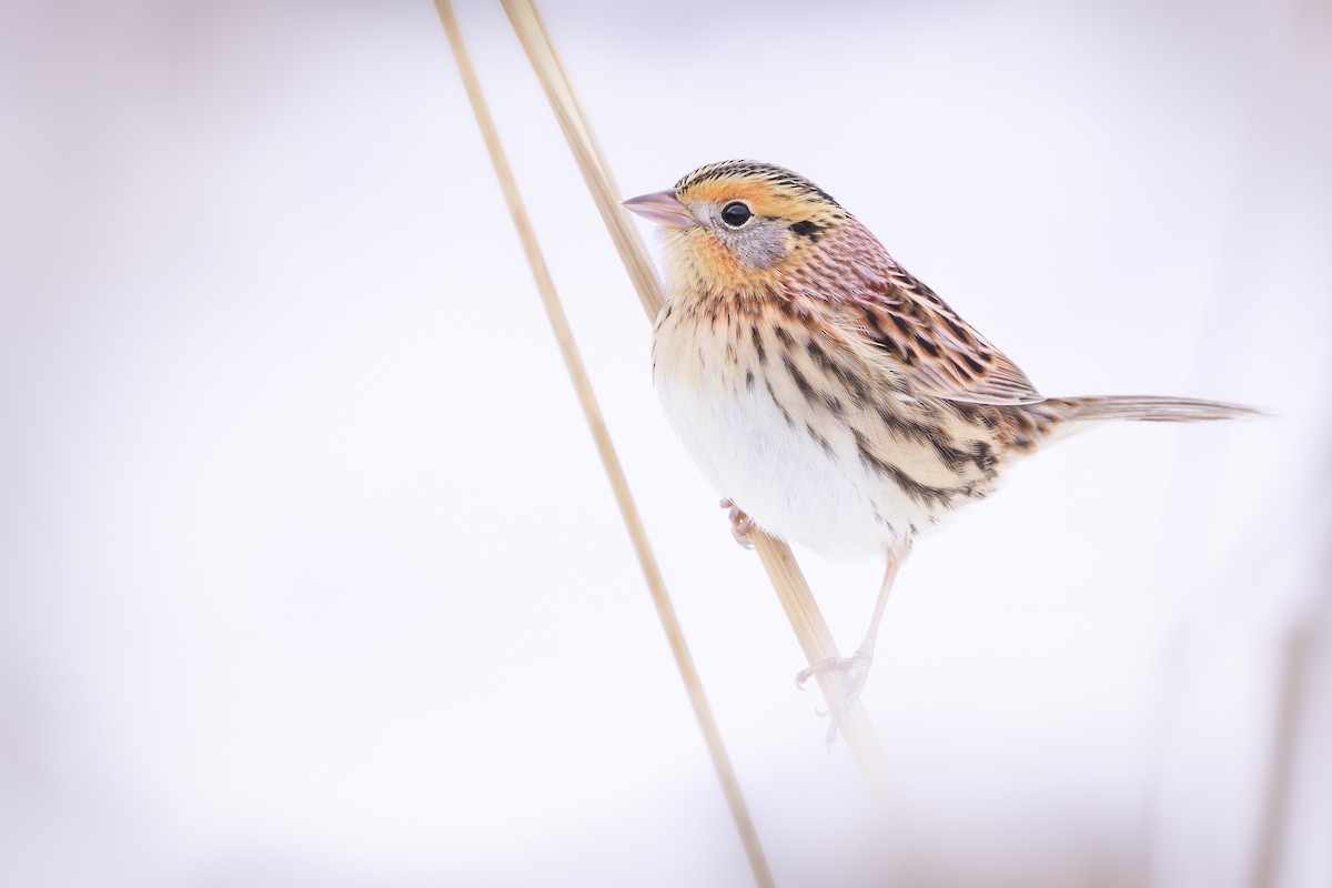LeConte's Sparrow - ML646373307