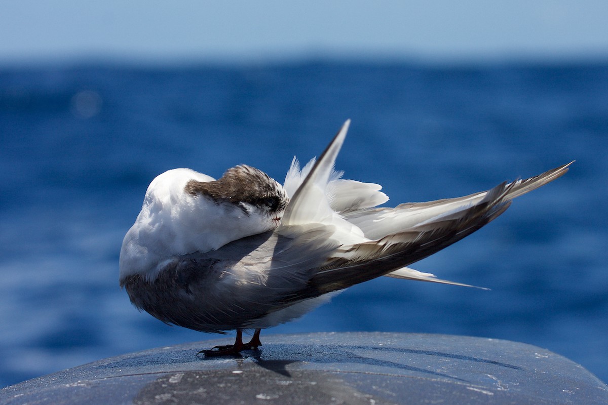 Common Tern - ML64637331