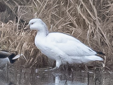 Ross's Goose - ML646373311