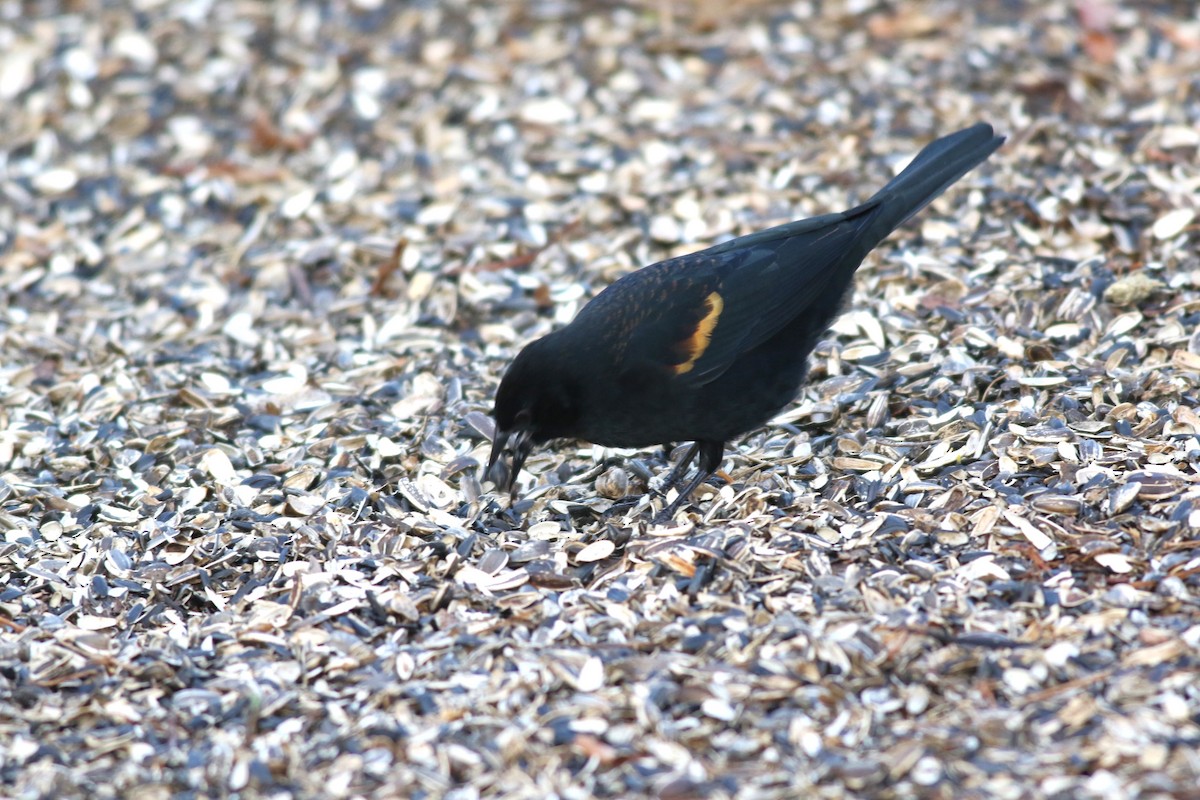 Red-winged Blackbird - ML646373312