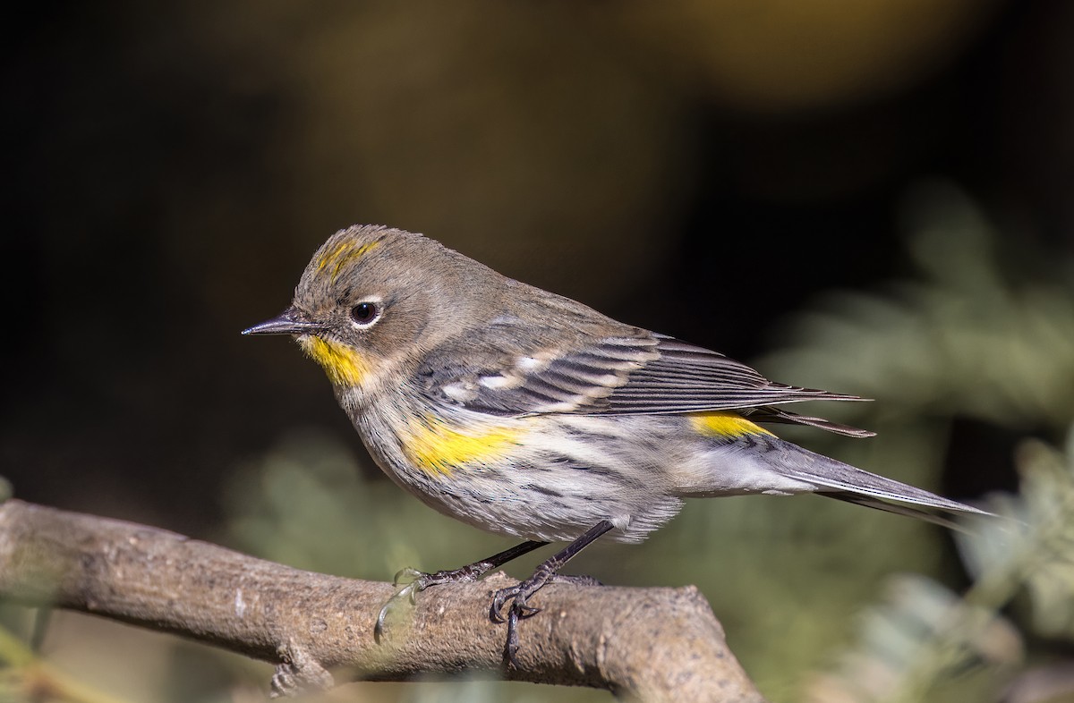 Yellow-rumped Warbler - ML646373313