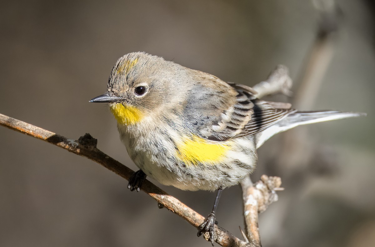 Yellow-rumped Warbler - ML646373314