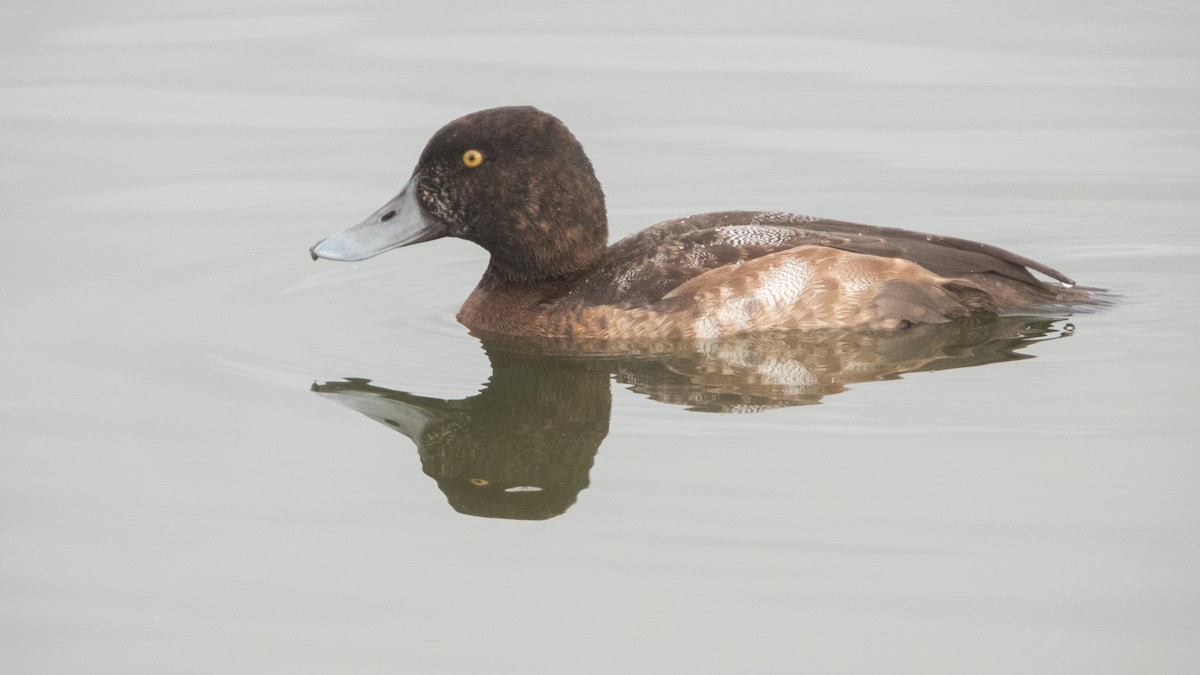 Greater Scaup - ML646373315