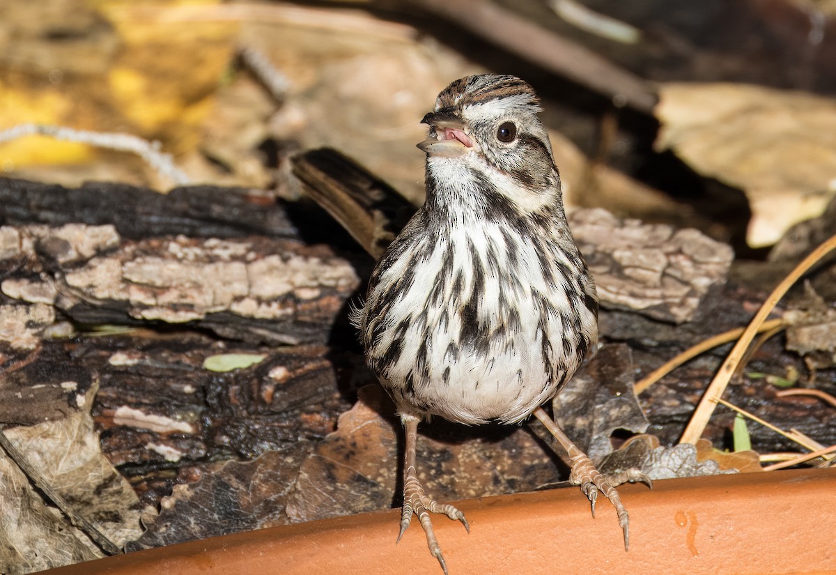 Song Sparrow - ML646373316