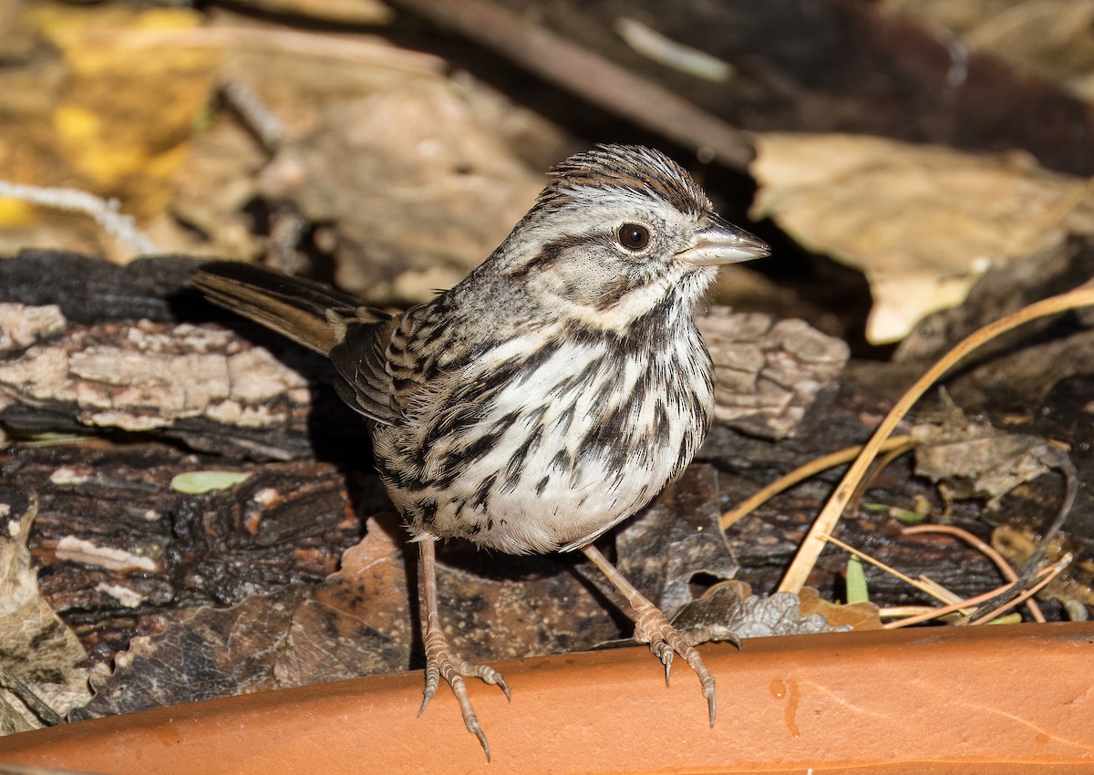 Song Sparrow - ML646373317