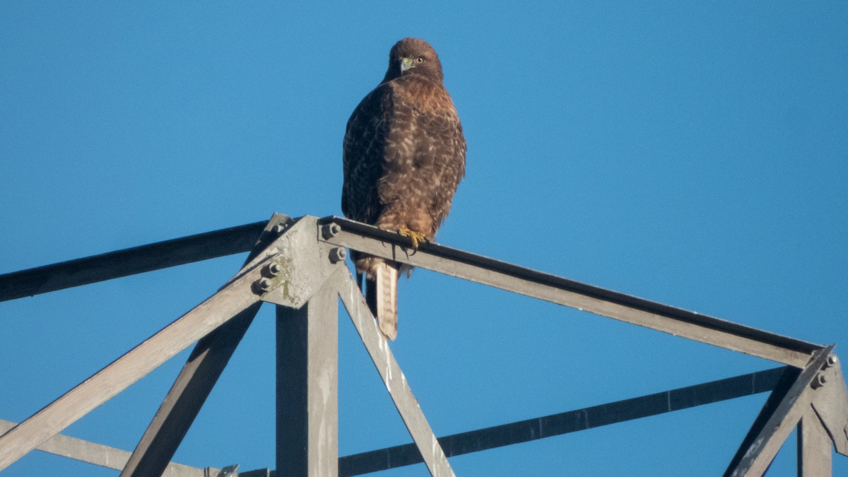 Red-tailed Hawk - ML646373318