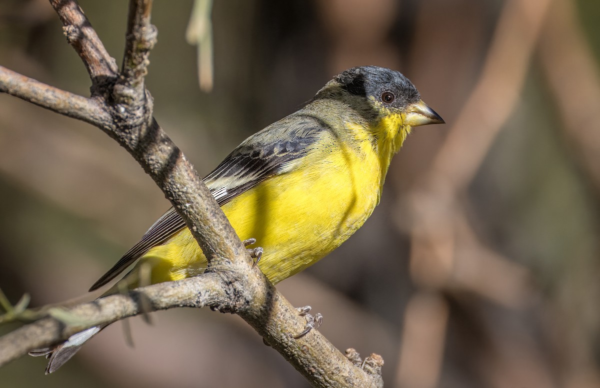 Lesser Goldfinch - ML646373326