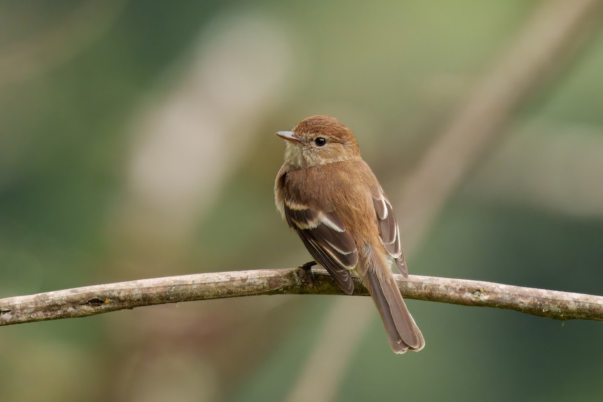 Bran-colored Flycatcher - ML646373329