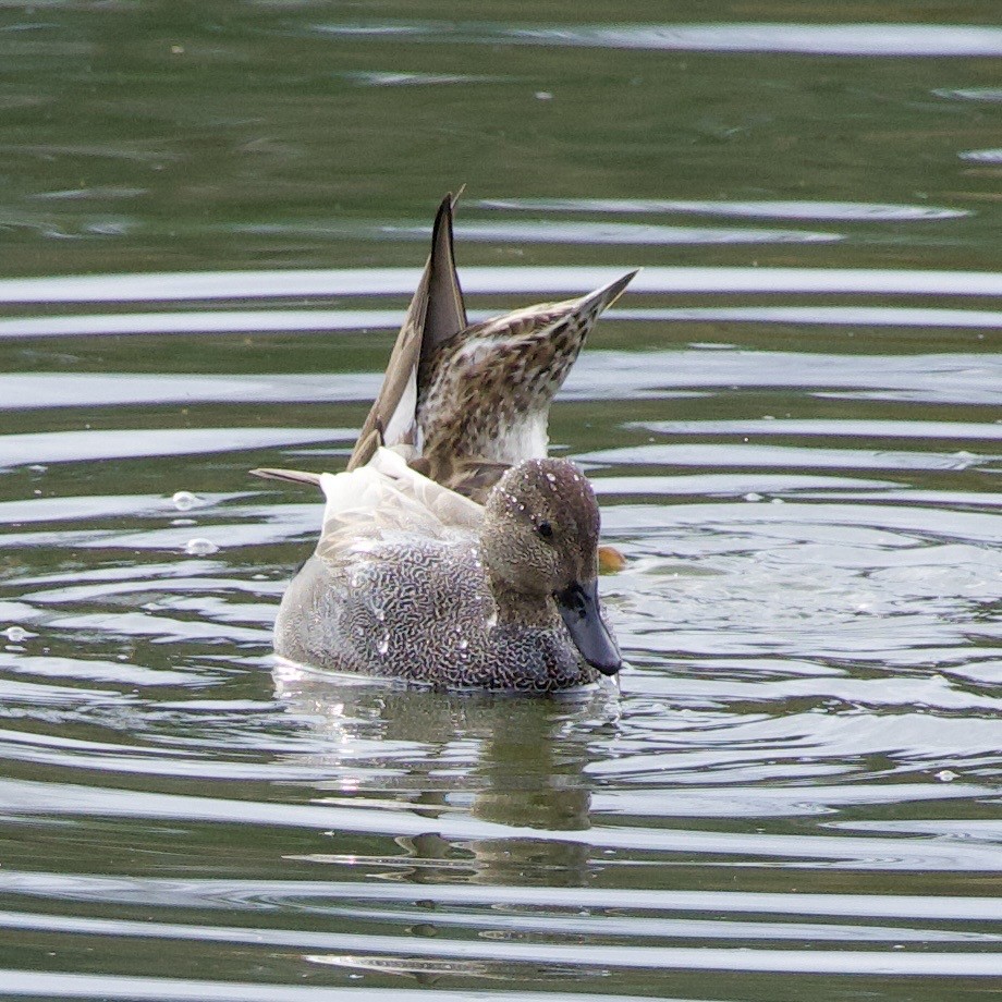 オカヨシガモ - ML646373330