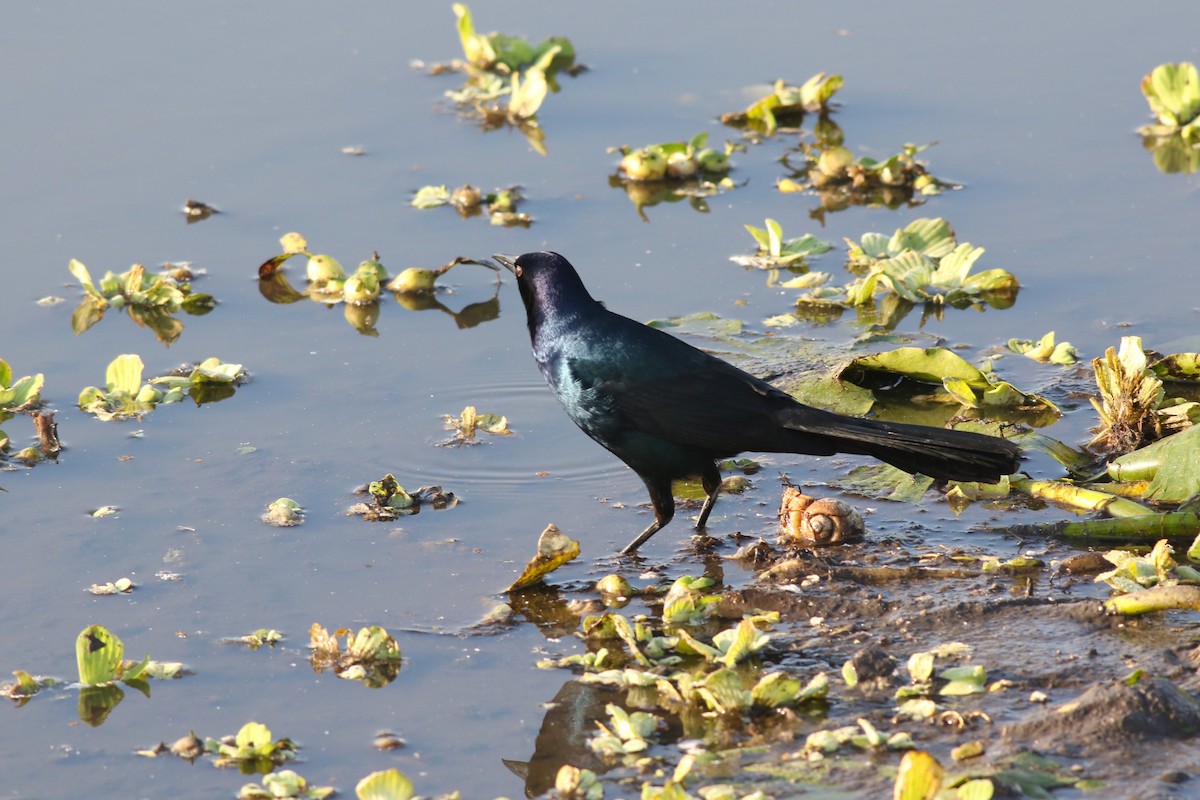 Boat-tailed Grackle - ML646373331