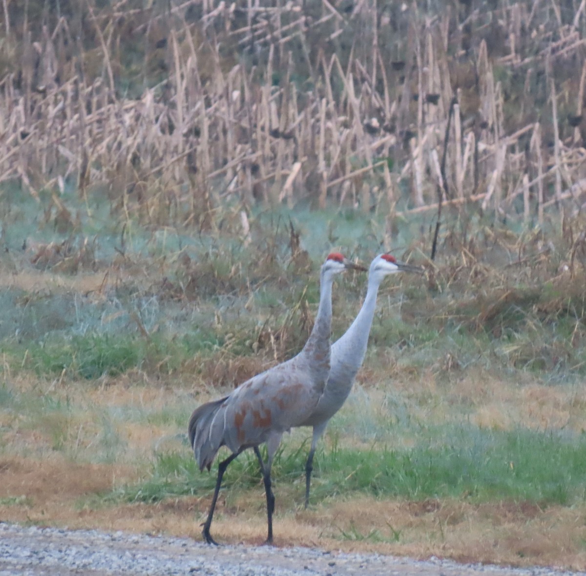 Sandhill Crane - ML646373332