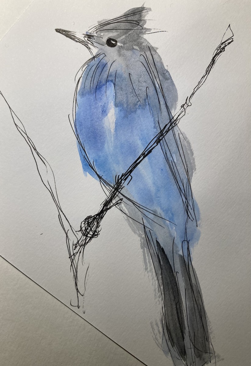 Steller's Jay - ML646373337