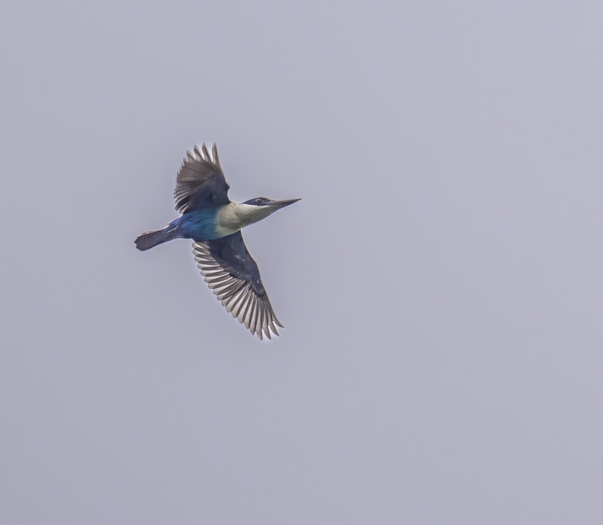 Lazuli Kingfisher - ML646373338