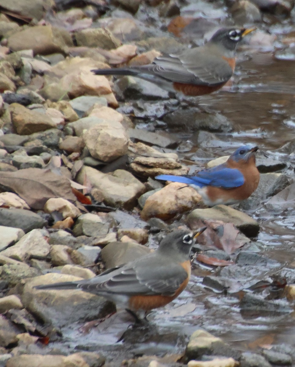 American Robin - ML646373339