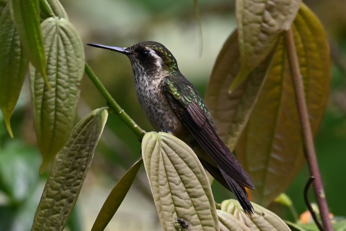 Speckled Hummingbird - ML646373342