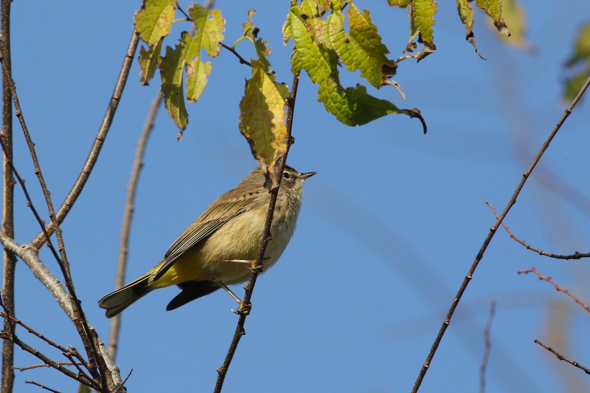 Palm Warbler - ML646373344
