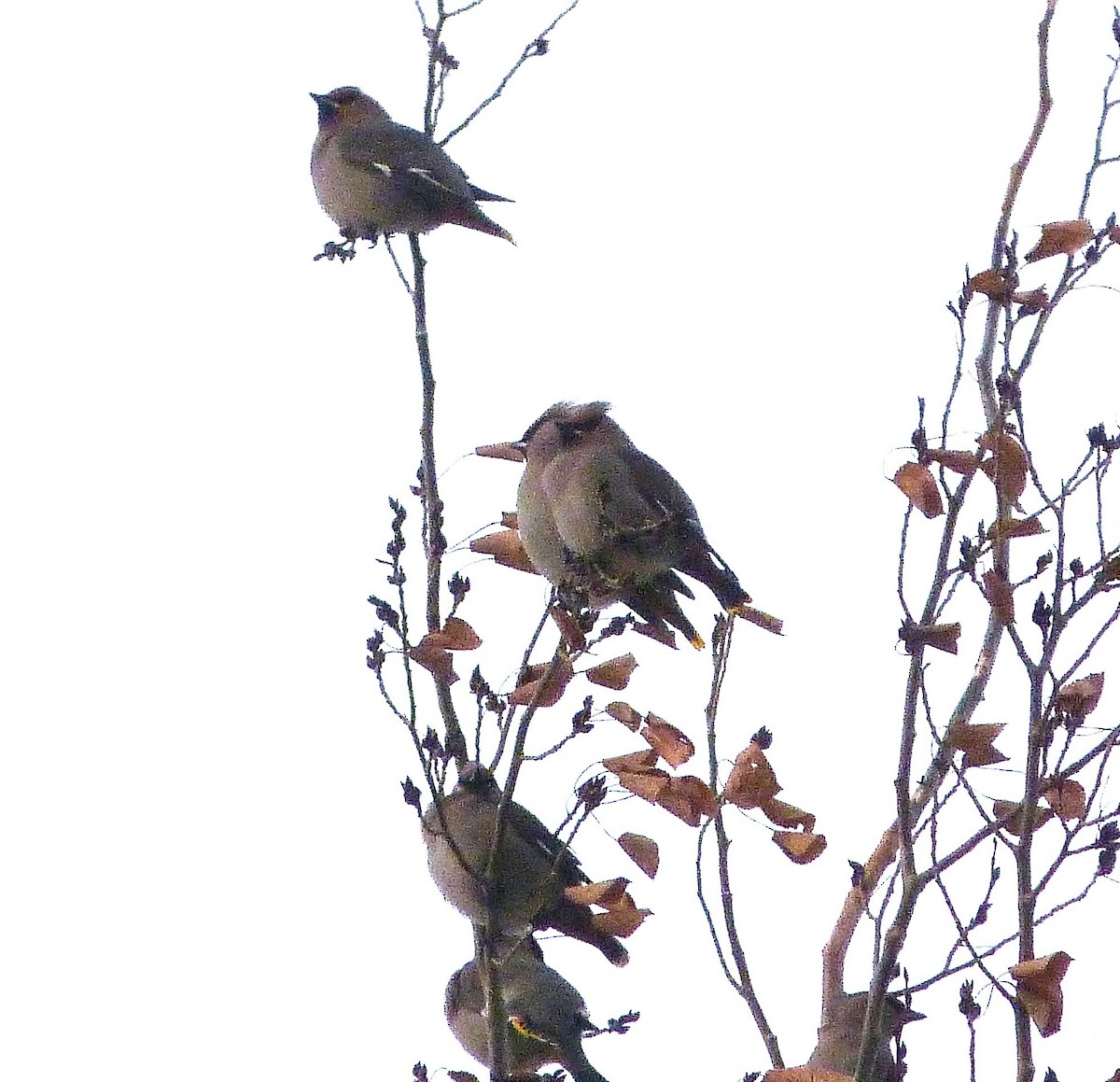 Омелюх звичайний/американський - ML646373346