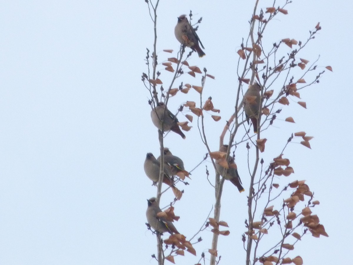 Омелюх звичайний/американський - ML646373354