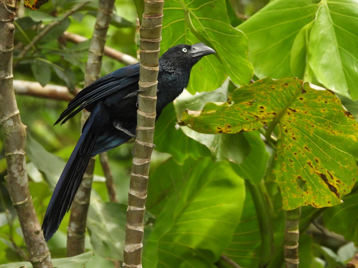 オニオオハシカッコウ - ML646373355