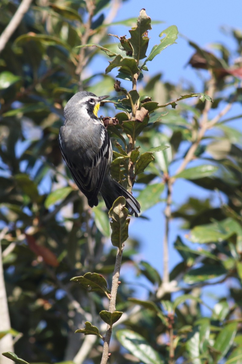 Yellow-throated Warbler - ML646373356