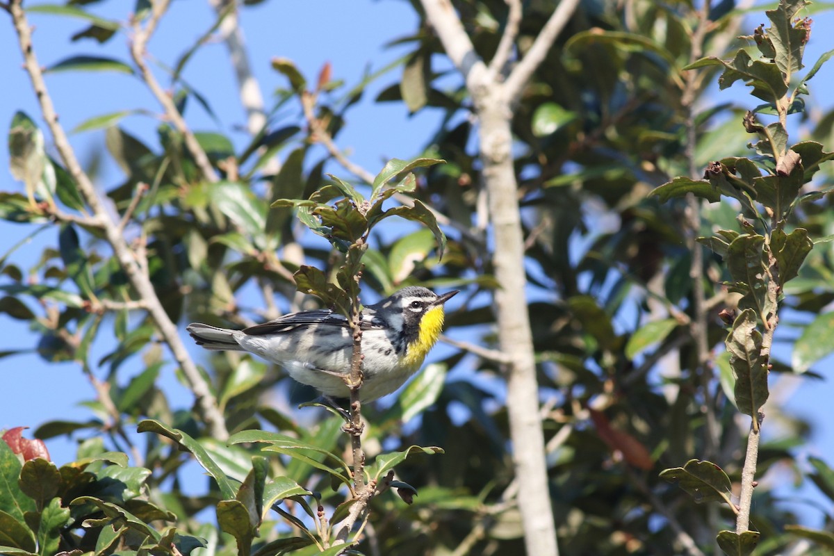 Yellow-throated Warbler - ML646373357