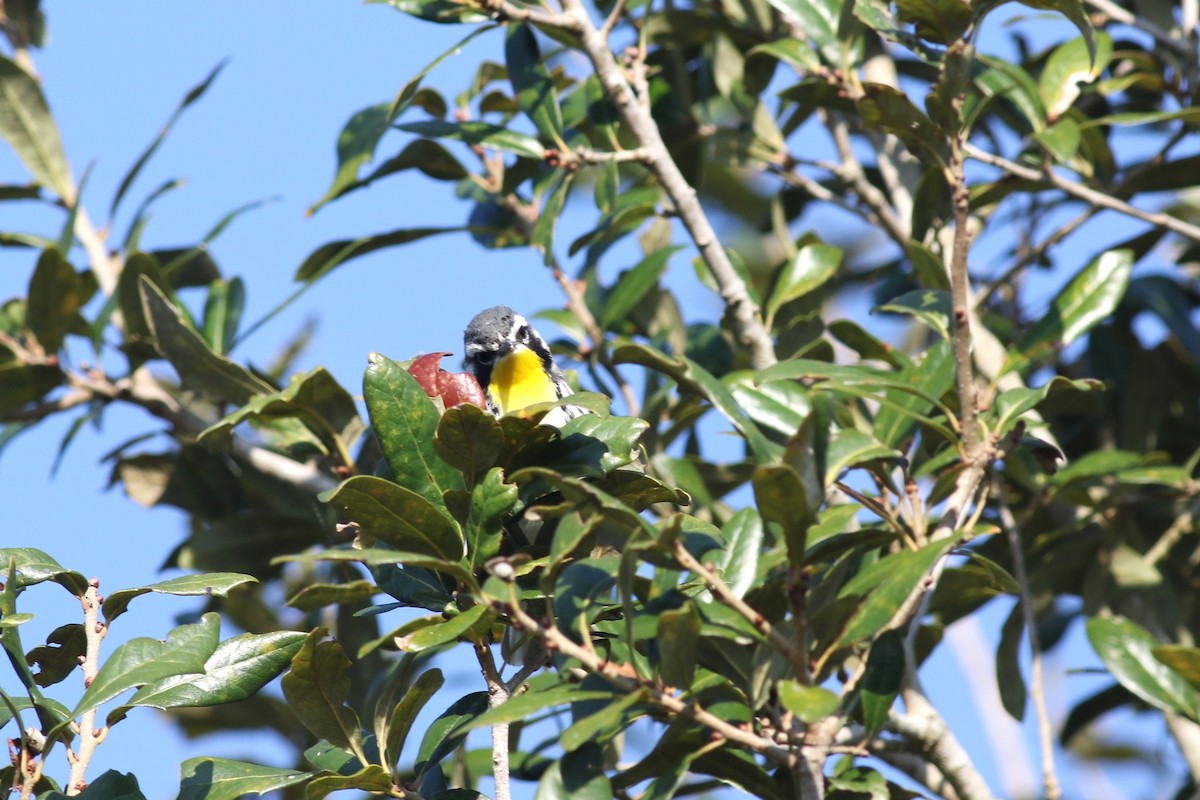 Yellow-throated Warbler - ML646373358