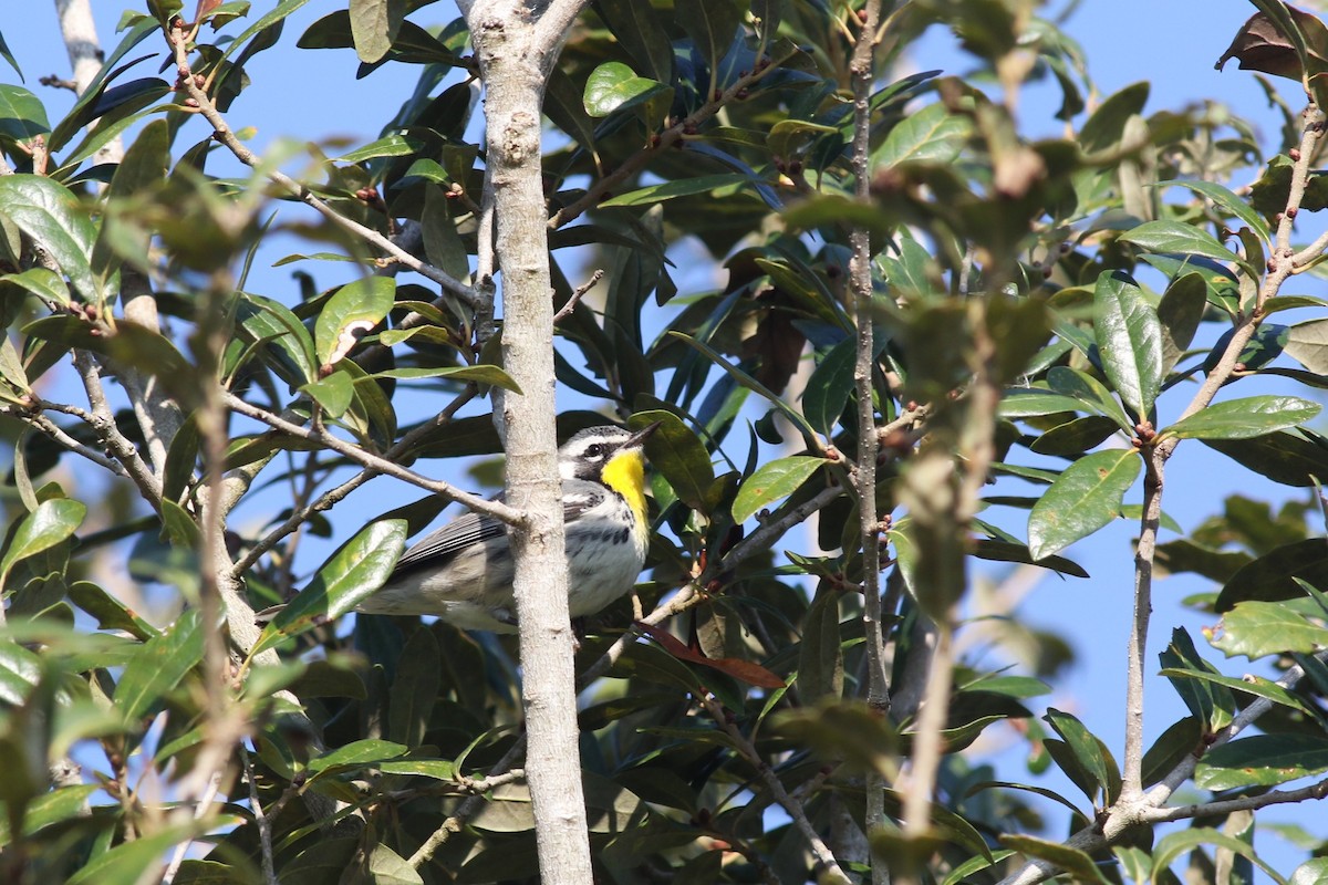 Yellow-throated Warbler - ML646373359