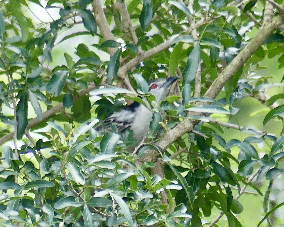 Cubla boule-de-neige - ML646373362